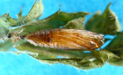 Ventral side of pupa of the Golden-brown fern moth, Musotima nitidalis, (Lepidoptera: Crambidae) on frond of Lastreopsis microsora (Dryopteridaceae). Creator: Nicholas A. Martin. © Plant & Food Research. [Image: 306U]