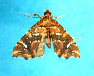 Adult Golden-brown fern moth, Musotima nitidalis, (Lepidoptera: Crambidae) reared from a caterpillar on Lastreopsis microsora (Dryopteridaceae). Creator: Nicholas A. Martin. © Plant & Food Research. [Image: 306Z]