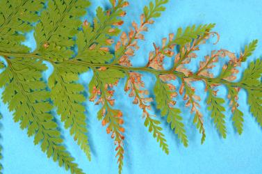 Young frond of Hard fern, Paesia scaberula (Dennstaedtiaceae) with feeding damaged by caterpillars of the Golden-brown fern moth, Musotima nitidalis, (Lepidoptera: Crambidae). Creator: Nicholas A. Martin. © Plant & Food Research. [Image: 3071]