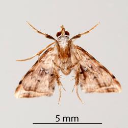 Underside of adult Golden-brown fern moth, Musotima nitidalis, (Lepidoptera: Crambidae) reared from a caterpillar on Sweet fern, Pteris macilenta (Pteridaceae). Creator: Tim Holmes. © Plant & Food Research. [Image: 3076]