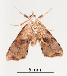 Underside of adult Golden-brown fern moth, Musotima nitidalis, (Lepidoptera: Crambidae) reared from caterpillar on Sweet fern, Pteris macilenta (Pteridaceae). Creator: Tim Holmes. © Plant & Food Research. [Image: 3077]