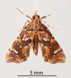 Adult Golden-brown fern moth, Musotima nitidalis, (Lepidoptera: Crambidae) reared from caterpillar on Sweet fern, Pteris macilenta (Pteridaceae). Creator: Tim Holmes. © Plant & Food Research. [Image: 3078]