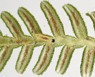 Young caterpillar of the Golden-brown fern moth, Musotima nitidalis, (Lepidoptera: Crambidae) feeding on a young frond of Bracken, Pteridium esculentum (Dennstaedtiaceae). Creator: Tim Holmes. © Plant & Food Research. [Image: 307A]