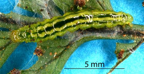 Large caterpillar of the Golden-brown fern moth, Musotima nitidalis, (Lepidoptera: Crambidae) feeding on a young frond of Lastreopsis glabella (Dryopteridaceae). Creator: Tim Holmes. © Plant & Food Research. [Image: 307D]
