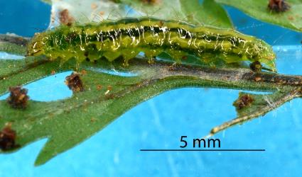 Large caterpillar of the Golden-brown fern moth, Musotima nitidalis, (Lepidoptera: Crambidae) feeding on a young frond of Lastreopsis glabella (Dryopteridaceae). Creator: Tim Holmes. © Plant & Food Research. [Image: 307E]