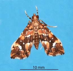 Adult Golden-brown fern moth, Musotima nitidalis, (Lepidoptera: Crambidae) reared from caterpillar on Lastreopsis glabella (Dryopteridaceae). Creator: Tim Holmes. © Plant & Food Research. [Image: 307F]