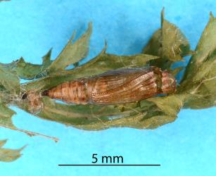 Pupa of Golden-brown fern moth, Musotima nitidalis (Lepidoptera: Crambidae), with an exit hole at the head end made by an adult parasitoid wasp, Aucklandella sp. (Hymenoptera: Ichneumonidae). Creator: Nicholas A. Martin. © Plant & Food Research. [Image: 307Q]