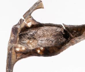 Cocoon of parasitoid wasp, Diadegma sp. (Hymenoptera: Ichneumonidae), with exit hole for adult wasp. Creator: Tim Holmes. © Plant & Food Research. [Image: 307T]