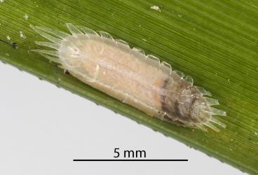 An adult female of Gahnia glassy scale, Kalasiris martini (Hemiptera: Coccidae), on the underside of a leaf of Gahnia, Gahnia sp. (Cyperaceae): note the white excretory orifice and the eggs in the cavity. Creator: Tim Holmes. © Plant & Food Research. [Image: 307Y]