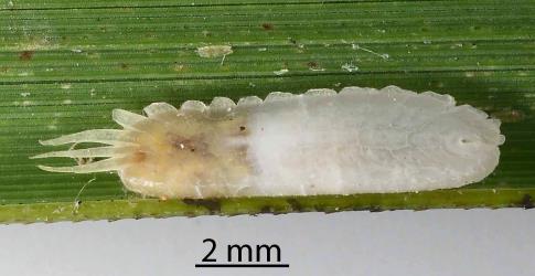 An adult female of Gahnia glassy scale, Kalasiris martini (Hemiptera: Coccidae), on the underside of a leaf of Gahnia, Gahnia sp. (Cyperaceae): note the white excretory orifice and the eggs in the cavity. Creator: Nicholas A. Martin. © Plant & Food Research. [Image: 307Z]
