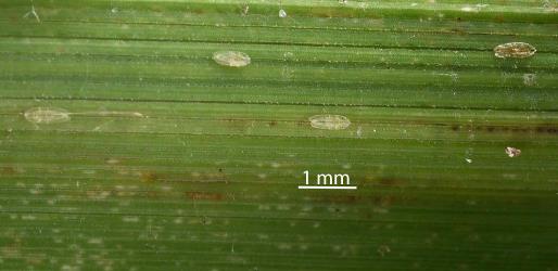 First instar (stage) nymphs of Gahnia glassy scale, Kalasiris martini (Hemiptera: Coccidae), on the underside of a leaf of Gahnia, Gahnia sp. (Cyperaceae). Creator: Nicholas A. Martin. © Plant & Food Research. [Image: 3080]