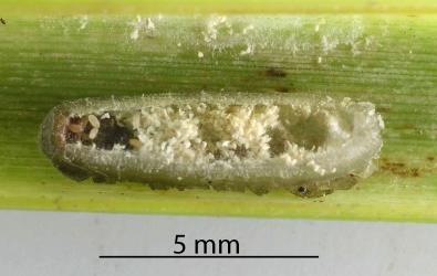 The upturned scale cover of an adult female of Gahnia glassy scale, Kalasiris martini (Hemiptera: Coccidae), showing the thick side walls, shrunken body (left), egg shells.and a few eggs (left). Creator: Nicholas A. Martin. © Plant & Food Research. [Image: 3083]