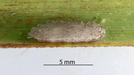 An old scale cover of a female Gahnia glassy scales, Kalasiris martini (Hemiptera: Coccidae), on the underside of a leaf of Gahnia, Gahnia sp. (Cyperaceae). Creator: Nicholas A. Martin. © Plant & Food Research. [Image: 3085]