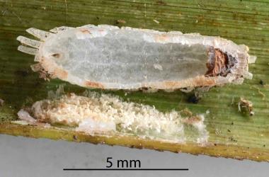The upturned scale cover of an adult female of Gahnia glassy scale, Kalasiris martini (Hemiptera: Coccidae), showing the thick side walls and shrunken body (right). The egg shells.are still attached to the leaf. Creator: Nicholas A. Martin. © Plant & Food Research. [Image: 3086]