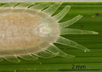 Rear end of an adult female of Gahnia glassy scale, Kalasiris martini (Hemiptera: Coccidae), on the underside of a leaf of Gahnia, Gahnia sp. (Cyperaceae): note the white excretory orifice and the eggs in the cavity. Creator: Nicholas A. Martin. © Landcare Research. [Image: 308A]