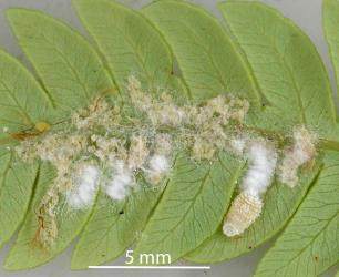 Silver fern mealybug - Crisiococcus sp. (Cyathea) - Interesting Insects