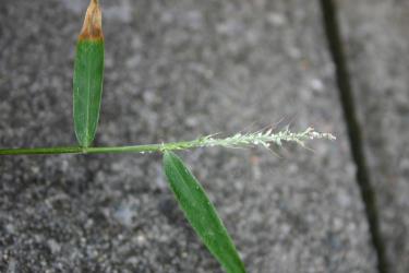 Flower head of a native grass, Oplismenus hirtellus (Gramineae) with white wax covered Grass soldier aphids, Pseudoregma panicola (Hemiptera: Aphididae). Creator: Nicholas A. Martin. © Plant & Food Research. [Image: 30UD]