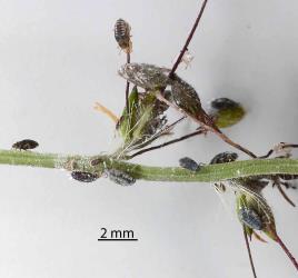 Nymphs of Grass soldier aphid, Pseudoregma panicola (Hemiptera: Aphididae) on a seed head of a native grass, Oplismenus hirtellus (Gramineae): note some of the large nymphs have wing buds. Creator: Nicholas A. Martin. © Plant & Food Research. [Image: 30UH]