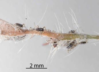 Nymphs of Grass soldier aphid, Pseudoregma panicola (Hemiptera: Aphididae) on a seed head of a native grass, Oplismenus hirtellus (Gramineae): note their long legs. Creator: Nicholas A. Martin. © Plant & Food Research. [Image: 30UJ]