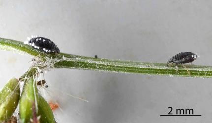 Two views of wingless adult female Grass soldier aphid, Pseudoregma panicola (Hemiptera: Aphididae) on a seed head of a native grass, Oplismenus hirtellus (Gramineae). Creator: Nicholas A. Martin. © Plant & Food Research. [Image: 30UK]