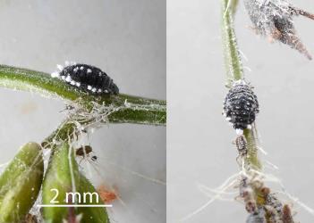 Two views of wingless adult female Grass soldier aphid, Pseudoregma panicola (Hemiptera: Aphididae) on a seed head of a native grass, Oplismenus hirtellus (Gramineae). Creator: Nicholas A. Martin. © Plant & Food Research. [Image: 30UM]
