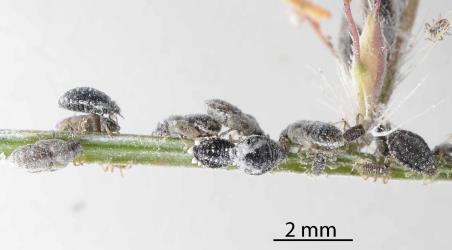 Nymphs and wingless females of Grass soldier aphid, Pseudoregma panicola (Hemiptera: Aphididae) on a seed head of a native grass, Oplismenus hirtellus (Gramineae): note some of the large nymphs have wing buds. Creator: Nicholas A. Martin. © Plant & Food Research. [Image: 30UN]