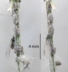 Two views of a colony of Grass soldier aphids, Pseudoregma panicola (Hemiptera: Aphididae) on a seed head of a native grass, Oplismenus hirtellus (Gramineae): note the winged female and the white wax coating the other aphids. Creator: Nicholas A. Martin. © Plant & Food Research. [Image: 30UQ]