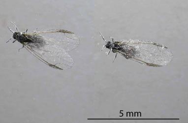 Two views of the upper side of a winged adult female Grass soldier aphid, Pseudoregma panicola (Hemiptera: Aphididae). Creator: Nicholas A. Martin. © Plant & Food Research. [Image: 30UR]