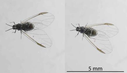 Two views of the underside of a winged adult female Grass soldier aphid, Pseudoregma panicola (Hemiptera: Aphididae). Creator: Nicholas A. Martin. © Plant & Food Research. [Image: 30US]