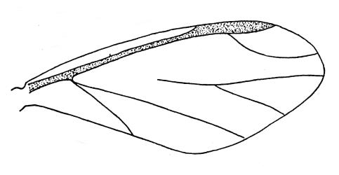 Drawing of the forewing of an adult female Grass soldier aphid, Pseudoregma panicola (Hemiptera: Aphididae). © Figure 4 in Cottier W. 1953. Aphids of New Zealand. N.Z. Department of Scientific and Industrial Research Bulletin. 106: 1-382. [Image: 30UX]