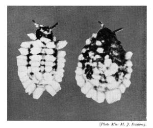 Photographs of the white wax on the bodies of two wingless female Grass soldier aphids, Pseudoregma panicola (Hemiptera: Aphididae). Creator: Miss M. J. Dahlberg. © Figure 91 in Cottier W. 1953. Aphids of New Zealand. N.Z. Department of Scientific and Industrial Research Bulletin. 106: 1-382. [Image: 30UZ]
