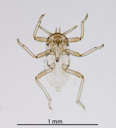 Microscope slide of a first instar (stage) nymph of Grass soldier aphid, Pseudoregma panicola (Hemiptera: Aphididae): note the sharp horns on its head. Creator: Nicholas A. Martin. © Landcare Research. [Image: 30YM]