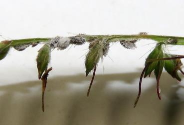 White wax covered Grass soldier aphids, Pseudoregma panicola (Hemiptera: Aphididae) on a seed head of a native grass, Oplismenus hirtellus (Gramineae). Creator: Nicholas A. Martin. © Nicholas A. Martin. [Image: 30YQ]