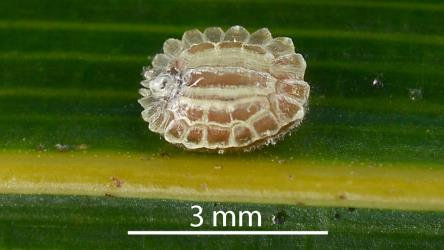 Adult female Glassy nīkau scale, Plumichiton nikau (Hemiptera: Coccidae), on a leaf of a Nikau palm, Rhopalostylis sapida (Palmae). Creator: Nicholas A. Martin. © Plant & Food Research. [Image: 30ZZ]