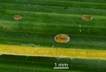 Three nymphs of Glassy nīkau scales, Plumichiton nikau (Hemiptera: Coccidae). Creator: Nicholas A. Martin. © Plant & Food Research. [Image: 3105]