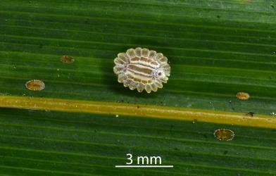 Nymphs and an adult female Glassy nīkau scale, Plumichiton nikau (Hemiptera: Coccidae), on a leaf of a Nikau palm, Rhopalostylis sapida (Palmae). Creator: Nicholas A. Martin. © Plant & Food Research. [Image: 3106]