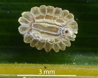 Adult female Glassy nīkau scale, Plumichiton nikau (Hemiptera: Coccidae), on a leaf of a Nikau palm, Rhopalostylis sapida (Palmae). Creator: Nicholas A. Martin. © Plant & Food Research. [Image: 3107]
