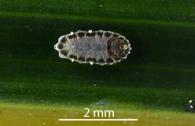 Fully grown male second instar (stage) nymph of Glassy nīkau scale, Plumichiton nikau (Hemiptera: Coccidae). Creator: Nicholas A. Martin. © Plant & Food Research. [Image: 3109]