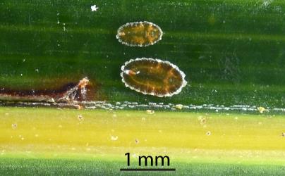 Two nymphs of Glassy nīkau scales, Plumichiton nikau (Hemiptera: Coccidae). Creator: Nicholas A. Martin. © Plant & Food Research. [Image: 310A]