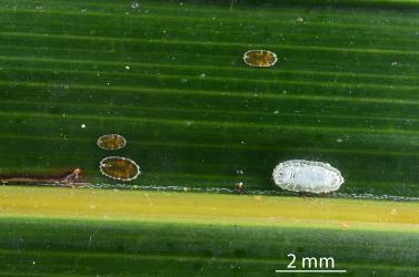 Nymphs and a male Glassy nīkau scale, Plumichiton nikau (Hemiptera: Coccidae), on a leaf of a Nikau palm, Rhopalostylis sapida (Palmae). Creator: Nicholas A. Martin. © Plant & Food Research. [Image: 310B]