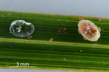 First instar (stage) nymphs and the underside of an adult female Glassy nīkau scale, Plumichiton nikau (Hemiptera: Coccidae): note the thin wax area (left) that glued the female scale to the leaf. Creator: Nicholas A. Martin. © Plant & Food Research. [Image: 310D]