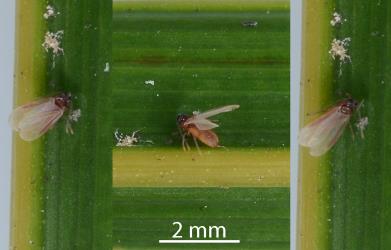 Three views of an adult male of Glassy nīkau scale, Plumichiton nikau (Hemiptera: Coccidae). Creator: Nicholas A. Martin. © Plant & Food Research. [Image: 310E]