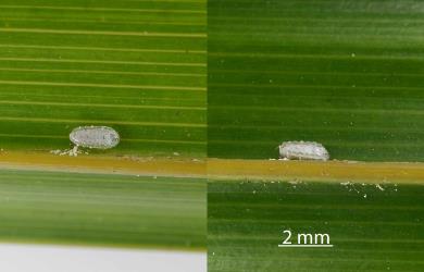 Two images of male Glassy nīkau scale, Plumichiton nikau (Hemiptera: Coccidae), on a leaf of a Nikau palm, Rhopalostylis sapida (Palmae): note the side wall visible in the right image. Creator: Nicholas A. Martin. © Plant & Food Research. [Image: 310F]