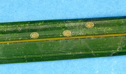 Adult female Glassy nīkau scales, Plumichiton nikau (Hemiptera: Coccidae), on a leaf of a Nikau palm, Rhopalostylis sapida (Palmae). Creator: Nicholas A. Martin. © Plant & Food Research. [Image: 310G]
