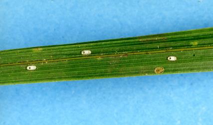 Male and adult female Glassy nīkau scale, Plumichiton nikau (Hemiptera: Coccidae), on a leaf of a Nikau palm, Rhopalostylis sapida (Palmae): note in the male scale, the round exit holes made by adult parasitic wasps. Creator: Nicholas A. Martin. © Plant & Food Research. [Image: 310H]