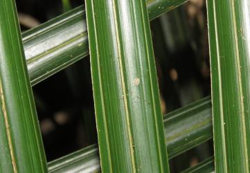Adult female Glassy nīkau scale, Plumichiton nikau (Hemiptera: Coccidae), on a leaf of a Nikau palm, Rhopalostylis sapida (Palmae). Creator: Nicholas A. Martin. © Nicholas A. Martin. [Image: 310M]