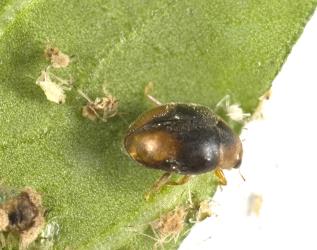 Adult Loew’s ladybird, Scymnus loewii, (Coleoptera: Coccinellidae). © Plant & Food Research. [Image: 312Q]