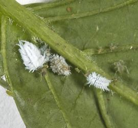Three larvae of Loew’s ladybird, Scymnus loewii, (Coleoptera: Coccinellidae). © Plant & Food Research. [Image: 312R]