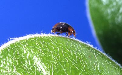 Side view of adult Loew’s ladybird, Scymnus loewii, (Coleoptera: Coccinellidae). © Plant & Food Research. [Image: 312T]