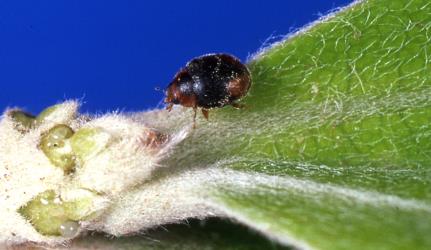 Adult Loew’s ladybird, Scymnus loewii, (Coleoptera: Coccinellidae). © Plant & Food Research. [Image: 312U]